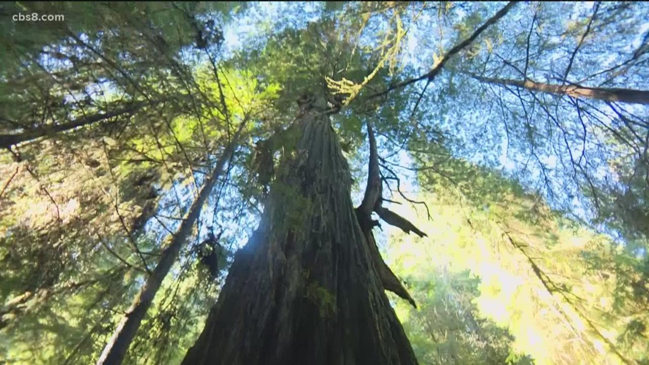 California's mighty Redwood trees in need of help, only 5% of original forest still stands