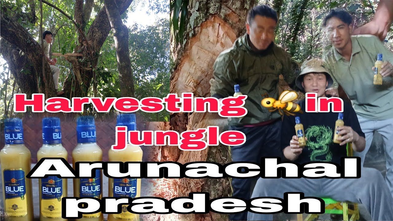 Harvesting little honeybee 🐝🐝 Arunachal Pradesh northeastindia  @lagumsvlogs