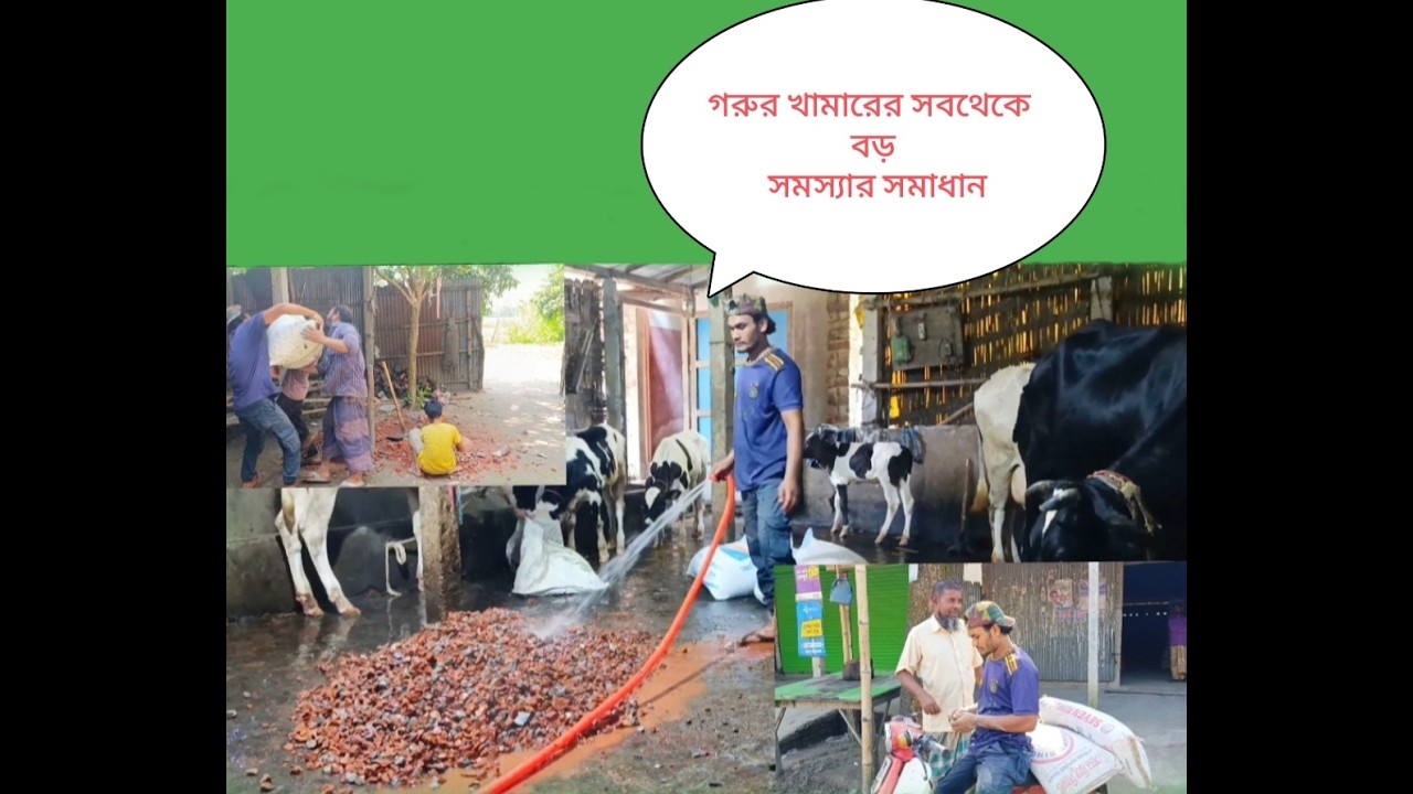 গরুর খামারের সব থেকে বড় সমস্যার সমাধান