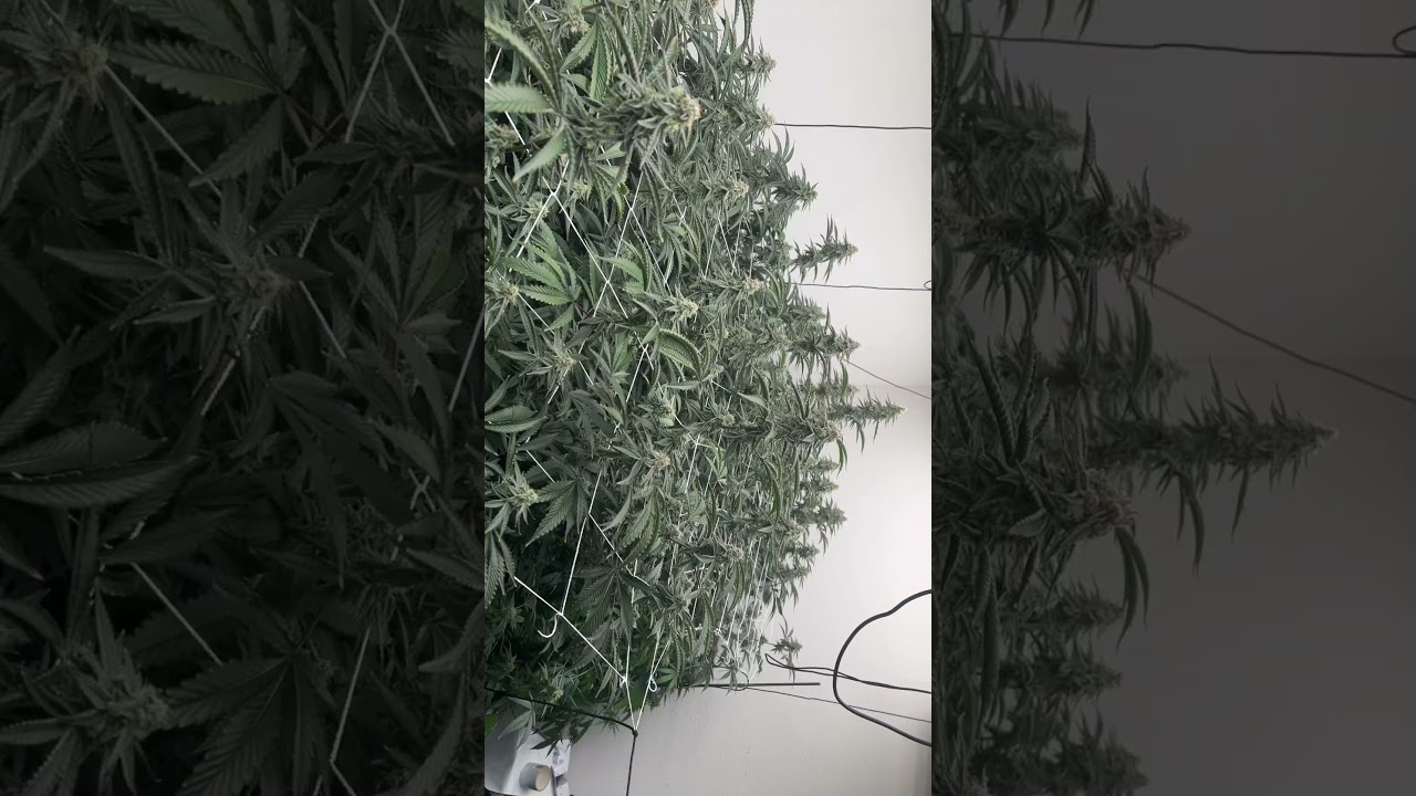 Got about 3 weeks left till they ready #CannabisCommunity #GrowYourOwn  #HomeGrow #420Growers