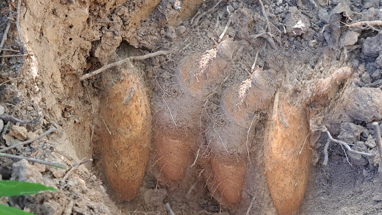 ไม่น้าเชื่อ⁉️สุดยอดหัวมันแซงป่า🥔🥔🥔มาคนเดียวได้หัวใหญ่ๆเยอะมาก