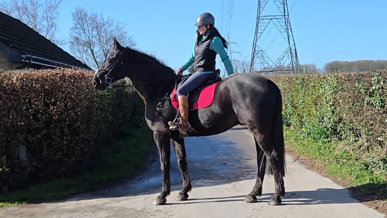 Spring ride on Seren the young Irish draught horse 🐎 