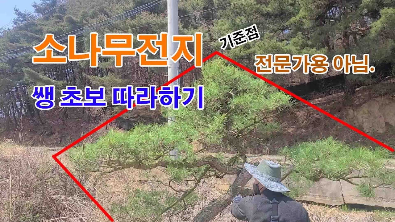 소나무전지 하기, 초보자들을 위한 전지이야기 20230107