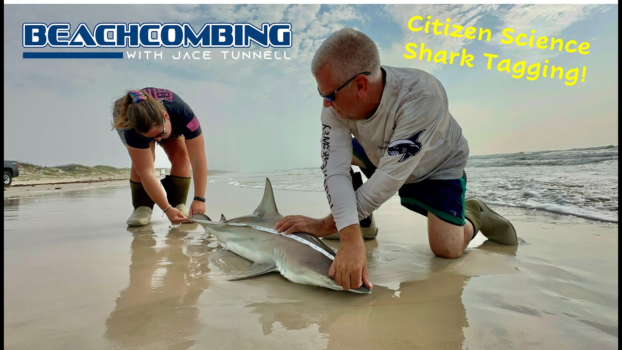 Beachcombing - Shark Tagging