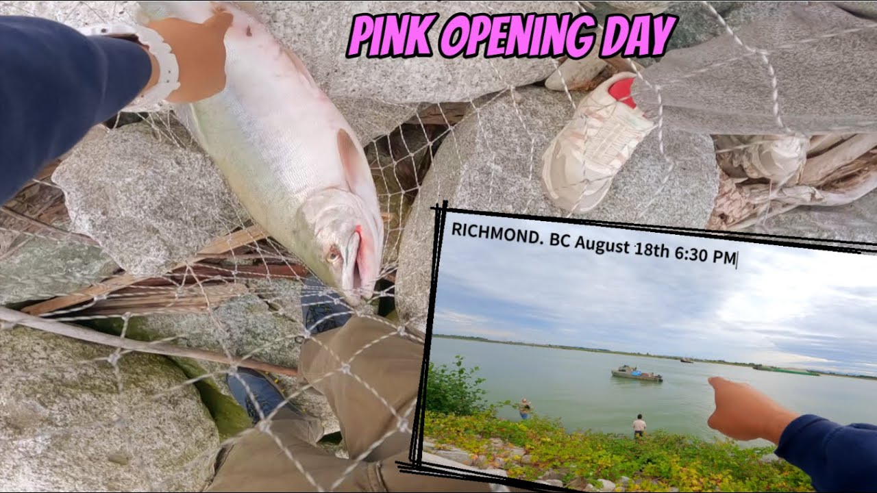 Pink Salmon in Richmond BC, The netters wont stop us!
