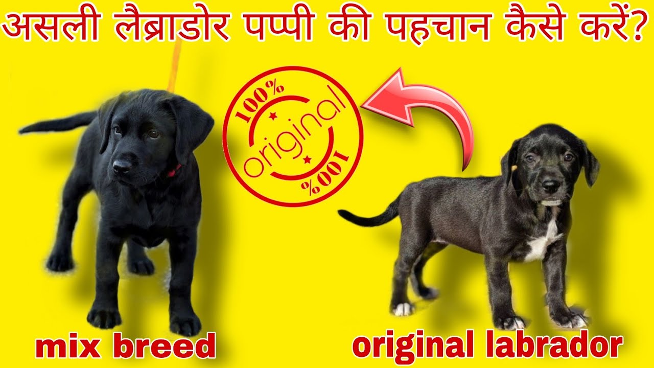 how to check pure labrador puppy ||labrador puppy ki pahchan || labrador puppies || labrador barking