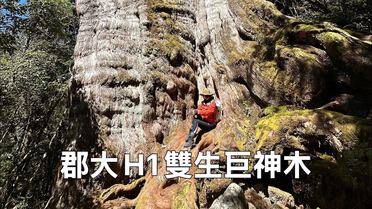 隱藏在郡大林道的雙生神木｜郡大神木群