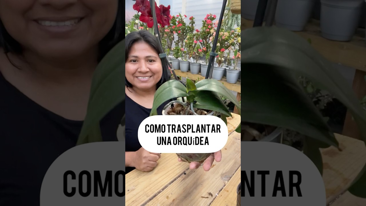 COMO TRASPLANTAR UNA ORQU&Iacute;DEA