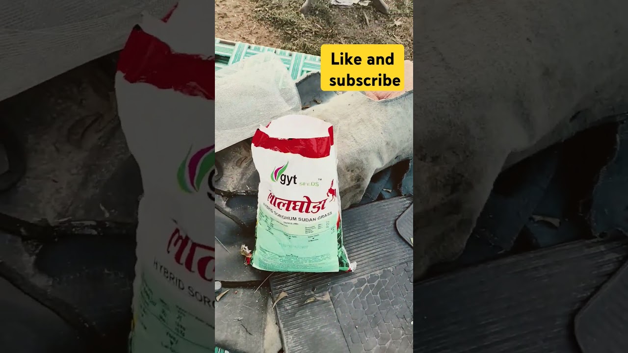 Hybrid sorghum sudan grass #goat #animals