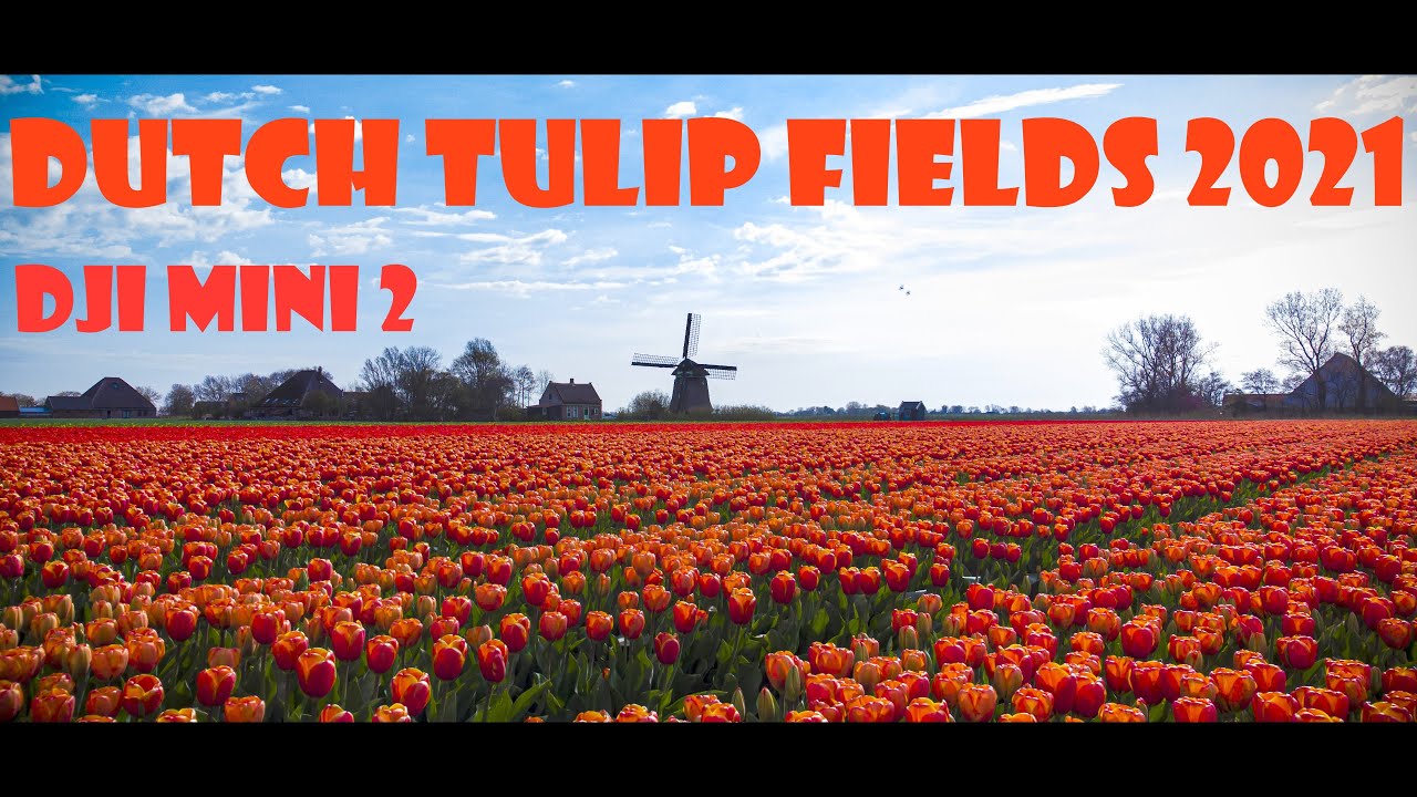 DUTCH TULIP FIELDS CAPTURED WITH THE DJI MINI 2 IN 4K