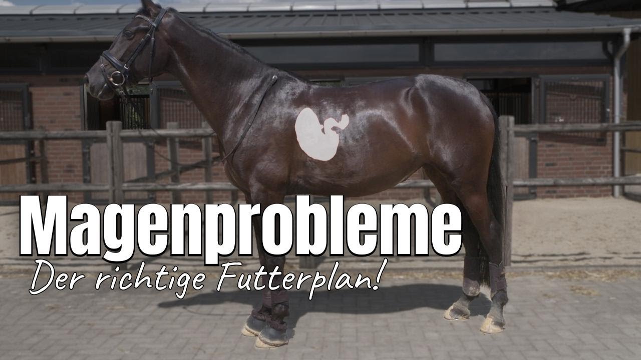Magenempfindliche Pferde haben besondere Bedürfnisse! | Futtermanagement🌾