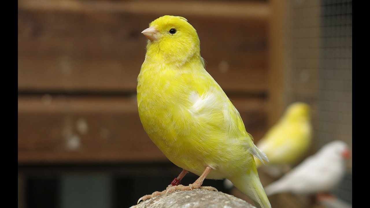 Kanarie kweek  1e deel