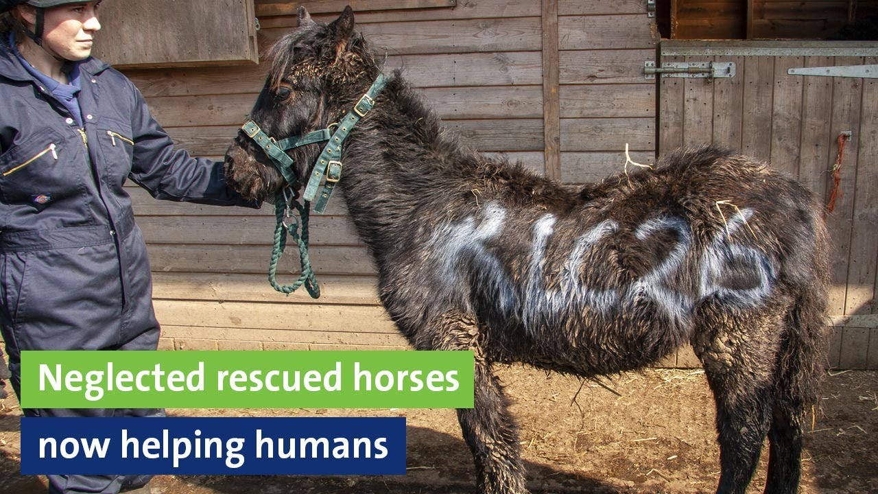 Neglected rescued horses now helping humans - equine assisted therapy