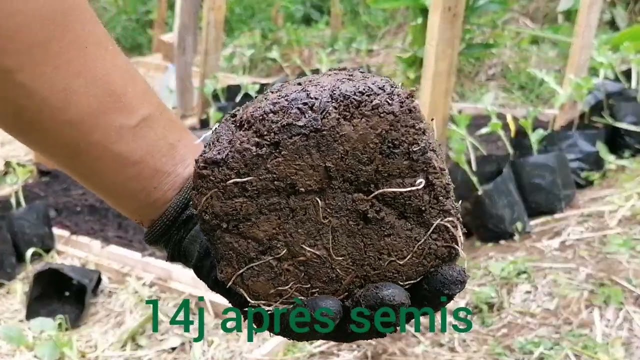 Carré potager 974, plantation fève et tomate Roma, La Réunion