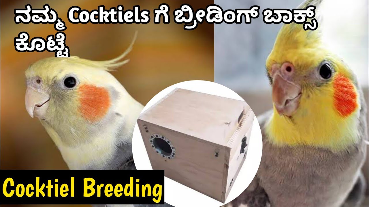 Cocktiel Breeding Box Size? How To Setup For Cocktiel 😎Breeding Successfully|🌟ಕನ್ನಡದಲ್ಲಿ 🌟|
