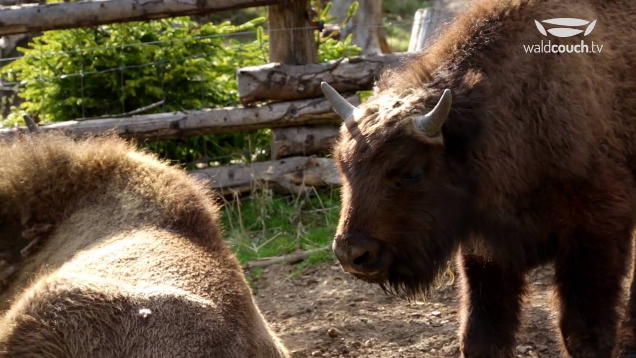 Wisent Wildnis am Rothaarsteig HD