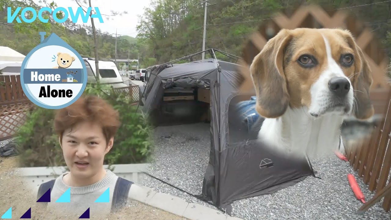 Lee Chang Sub likes to go camping with his dog | Home Alone Ep 493 | KOCOWA+ | [ENG SUB]