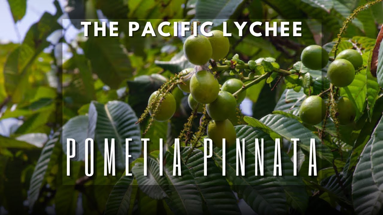 Pometia pinnata &ndash; сладкое лесное наследие Тихого океана | Javaniska Elflora