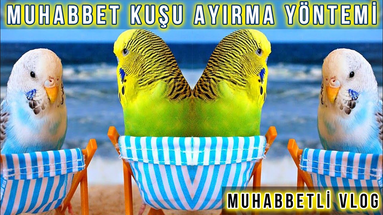 Muhabbet kuşu ayırma yöntemi
