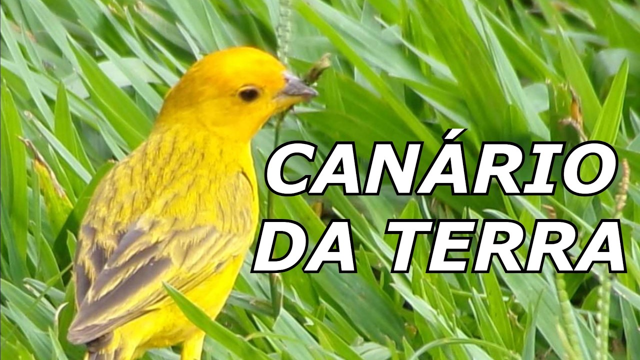 CANTO LIVRE DO CANÁRIO DA TERRA VERDADEIRO #canariodaterra #canário #canario #cantando #livre