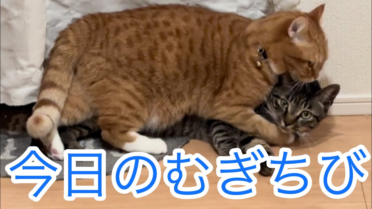 今日のむぎちび🐱