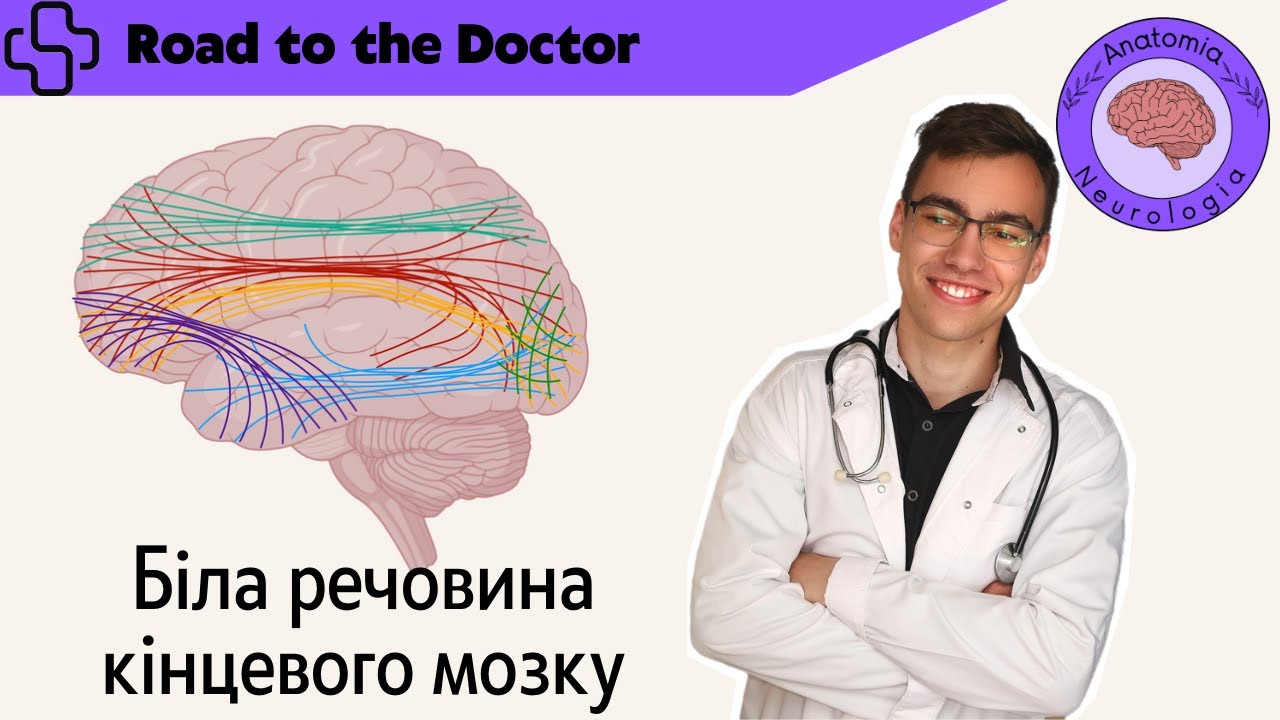 Біла речовина кінцевого мозку