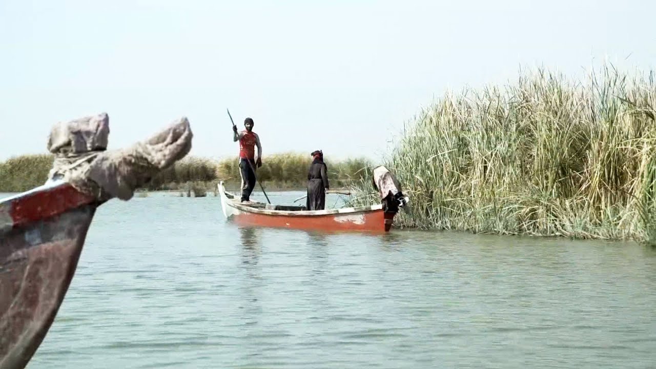 Why Iraq's biblical paradise is becoming a salty wasteland