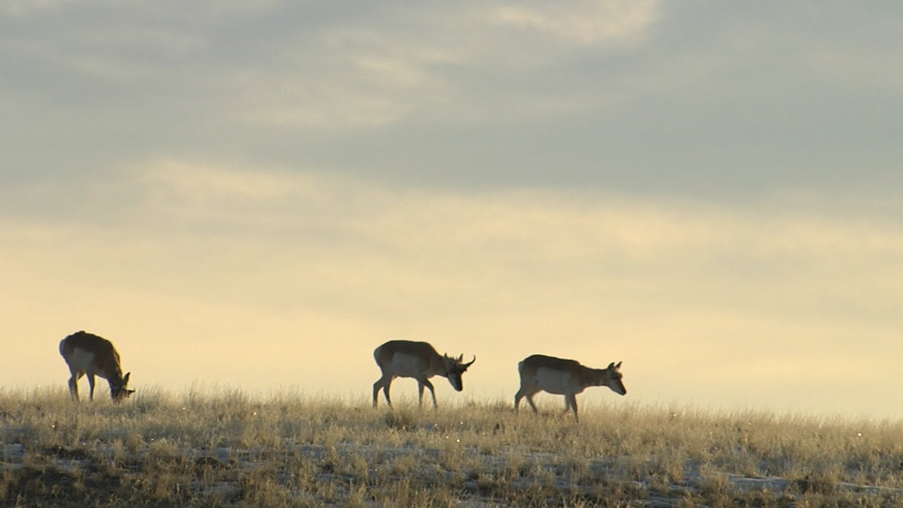 Solutions for Sagebrush: Restoring an Iconic Western Landscape