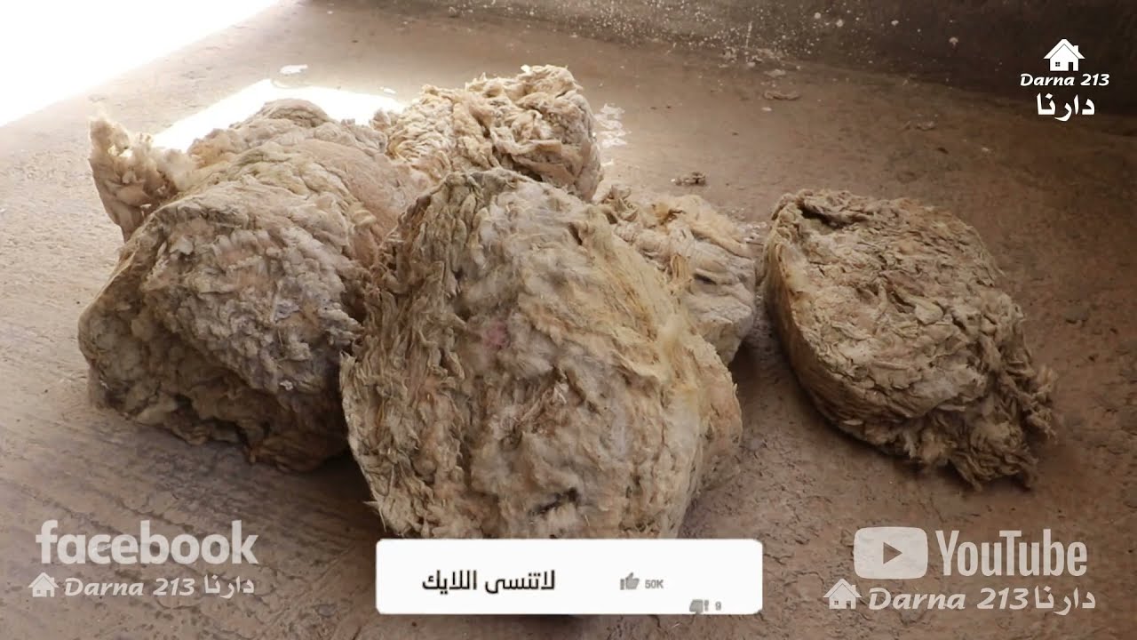 طريقة غسل الصوف في دقيقتين من عادات وتقاليد الجزائريين