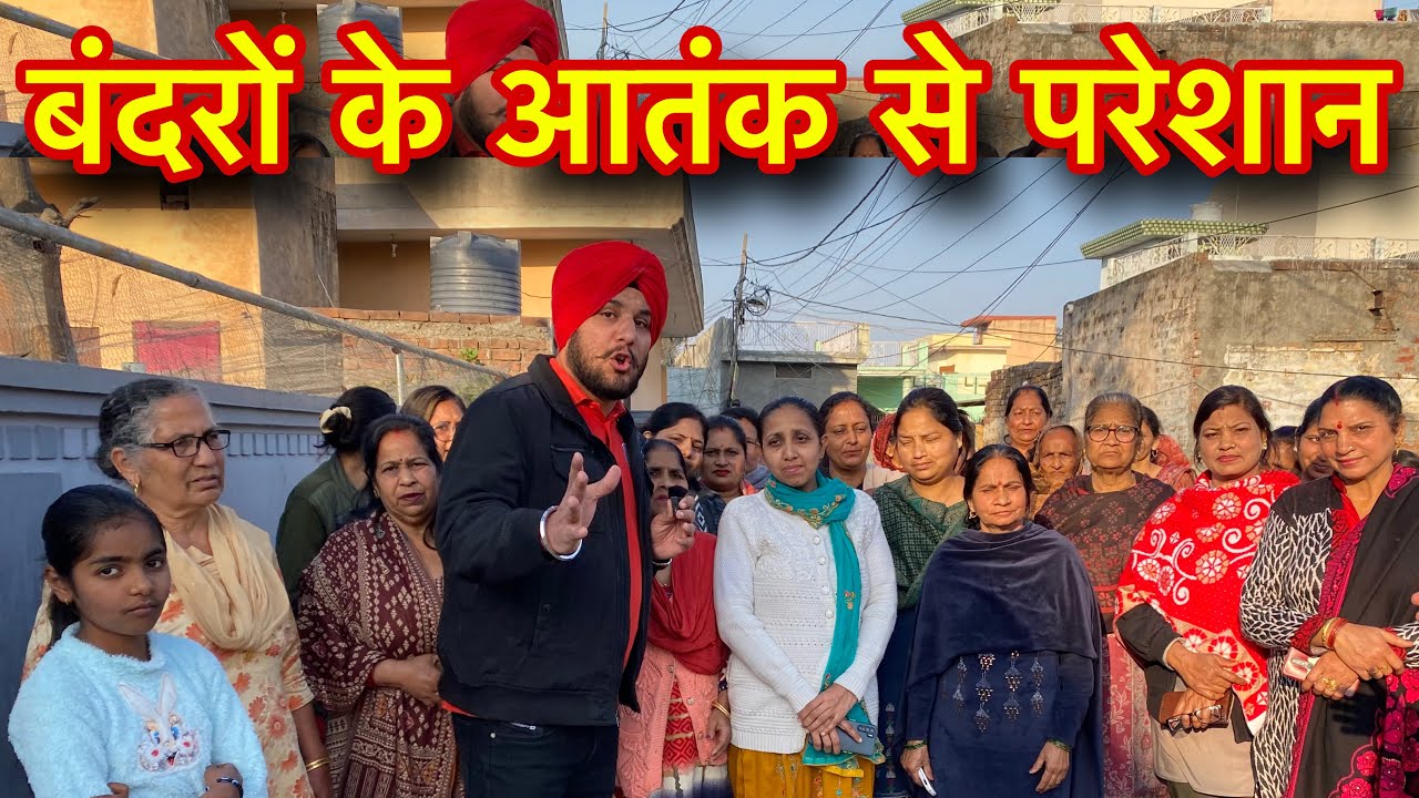 बंदरों के आं*तक से परेशान जगाधरी शाम सुंदर पूरी के लोग। महिलाओं के गला पकड़ लेते है बन्दर। #hr71news