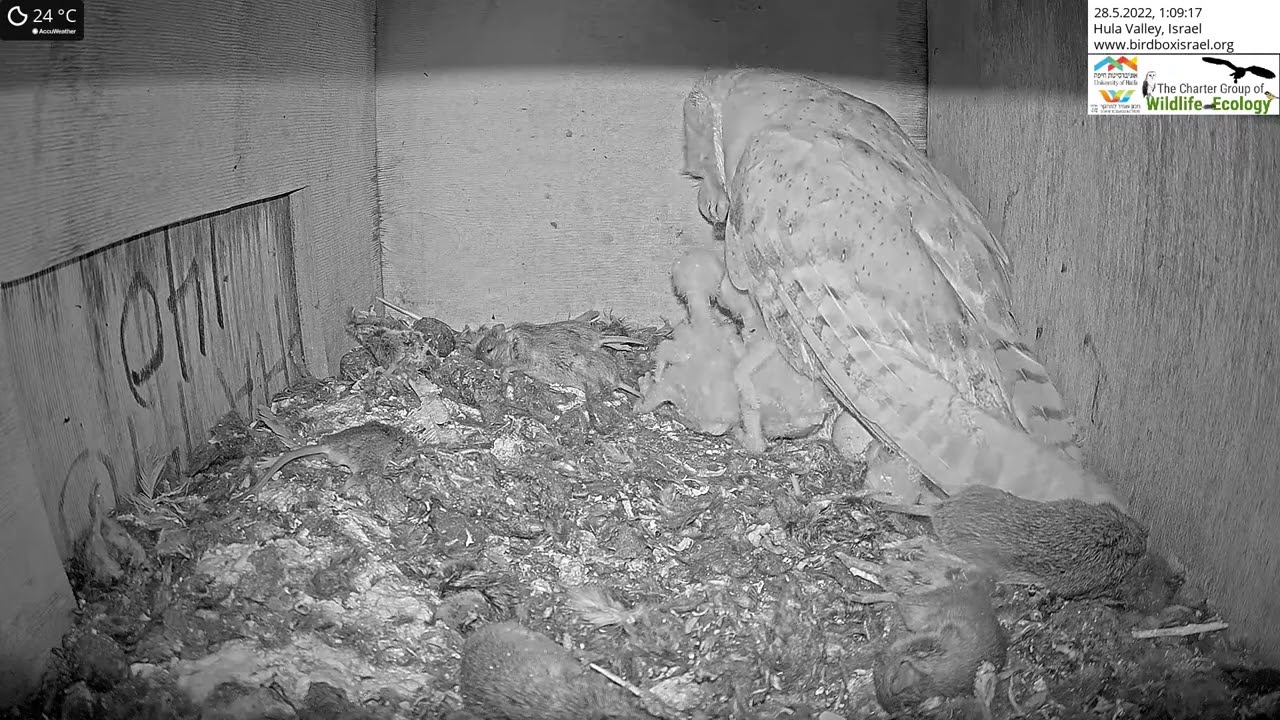 Female barn owl feeds her tiny babies a vole in the LIVE Barn Owl Israel Cam 6