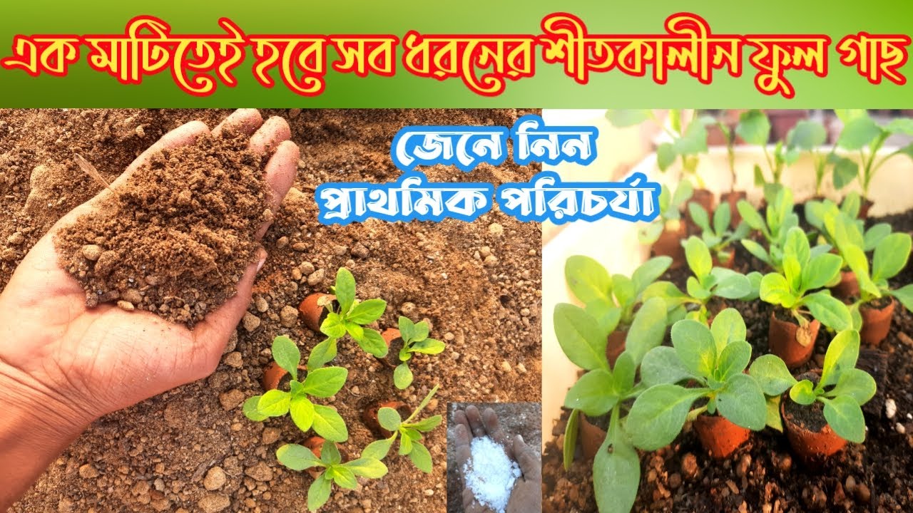 এক মাটিতেই হবে সব ধরনের শীতকালীন ফুল গাছ।  জেনে নিন প্রাথমিক পরিচর্যা, গ্রোথ দেখে চমকে উঠবেন আপনিও !