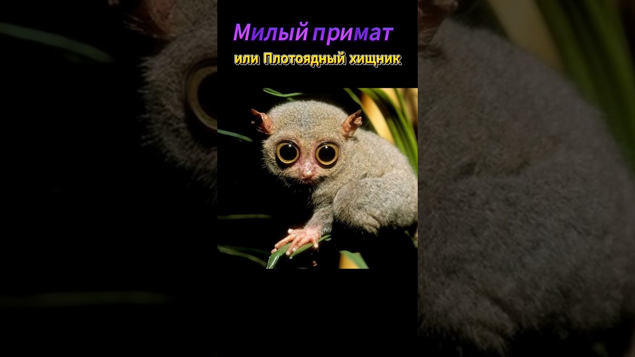 Опасный хищник или милый примат? Филиппинский долгопят!