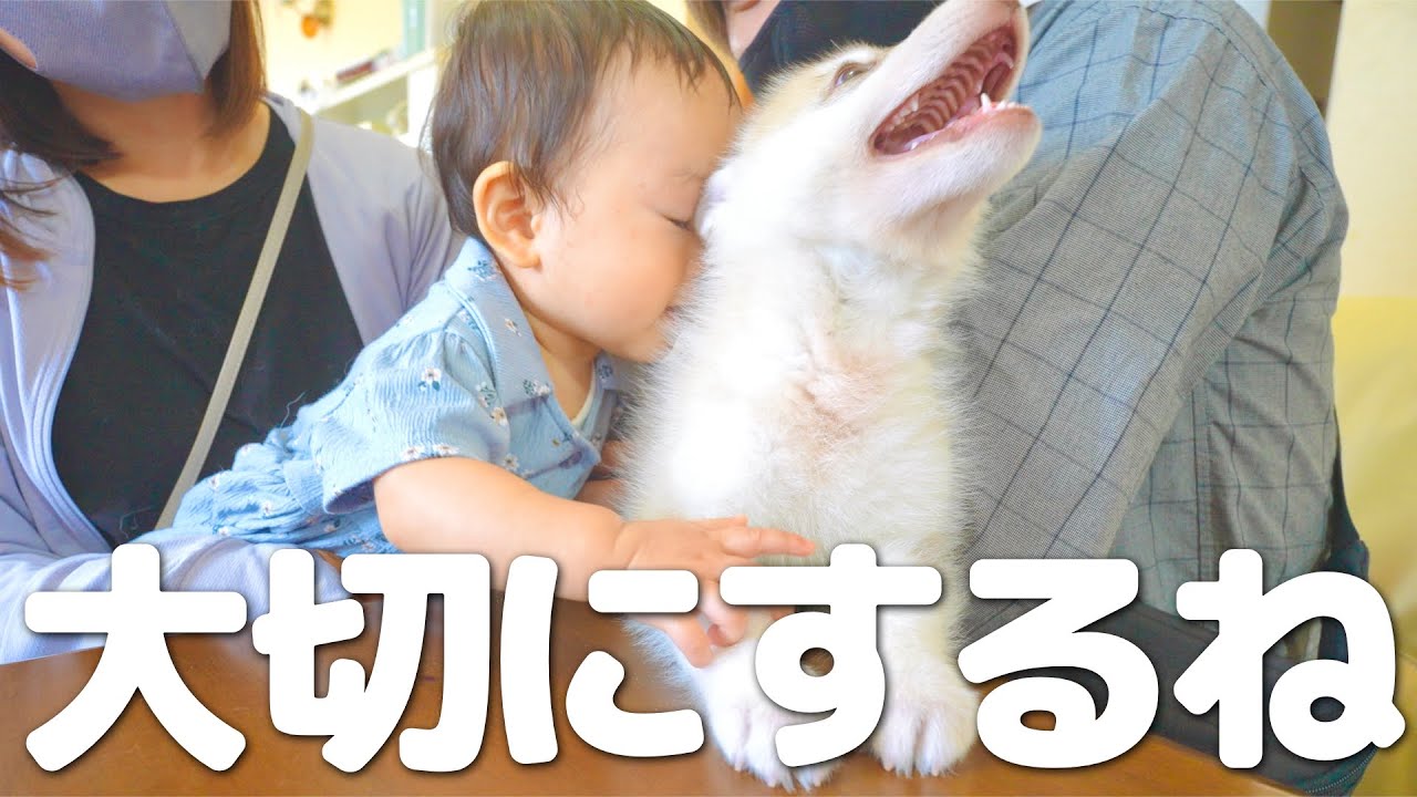 赤ちゃんハスキーをギュッと抱きしめ愛情たっぷりにお迎えしました・・・
