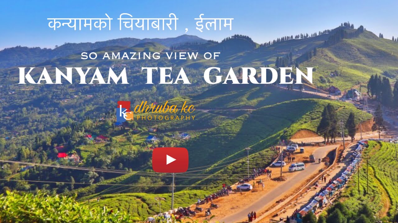कन्याम चिया बगान, ईलाम । KANYAM TEA GARDEN , ILAM  NEPAL
