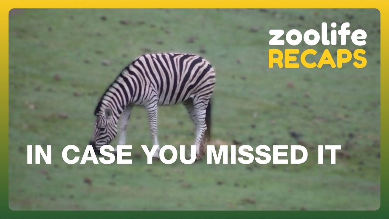 Обзоры Zoolife 🎬 | На случай, если вы пропустили