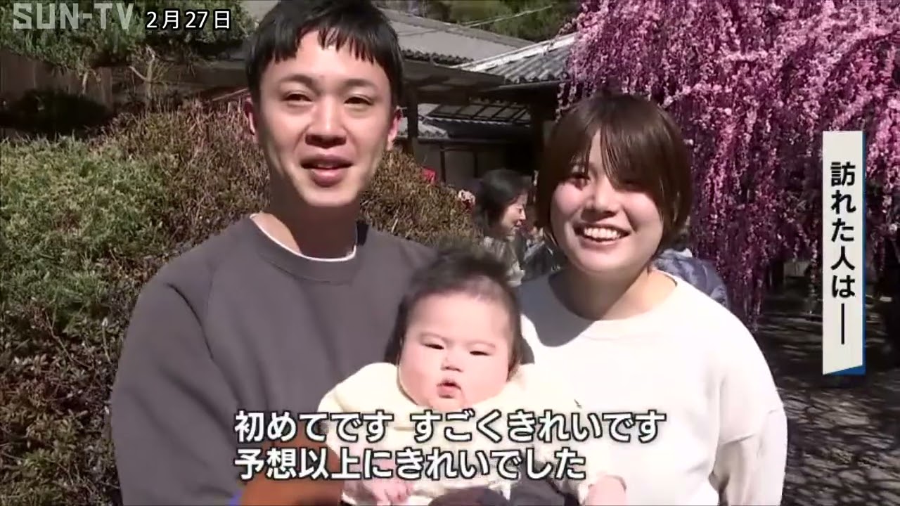 樹齢80年のしだれ梅が南あわじ市で見頃　樹齢80年の名木に春の訪れ