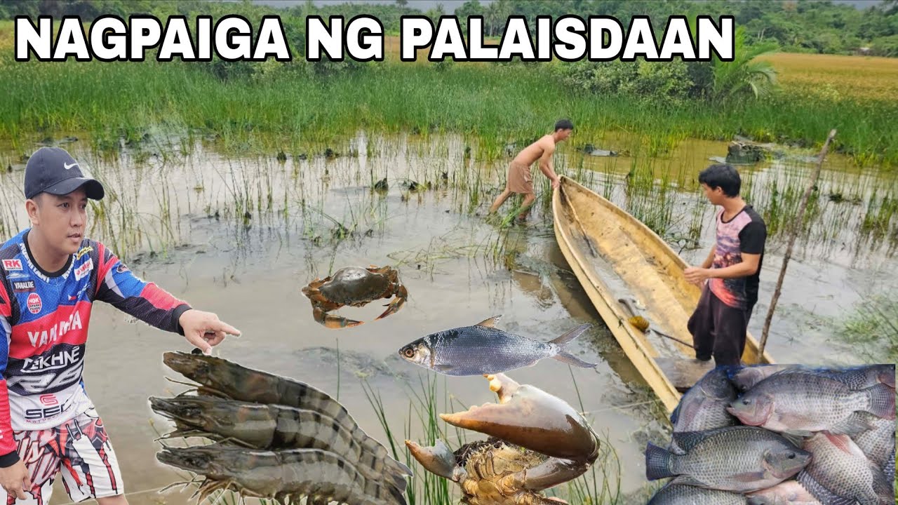 Nagpaiga kami  ng Palaisdaan  Sugpo tilapia Crabs bangos ibat ibang uri ng isda nahuli namin