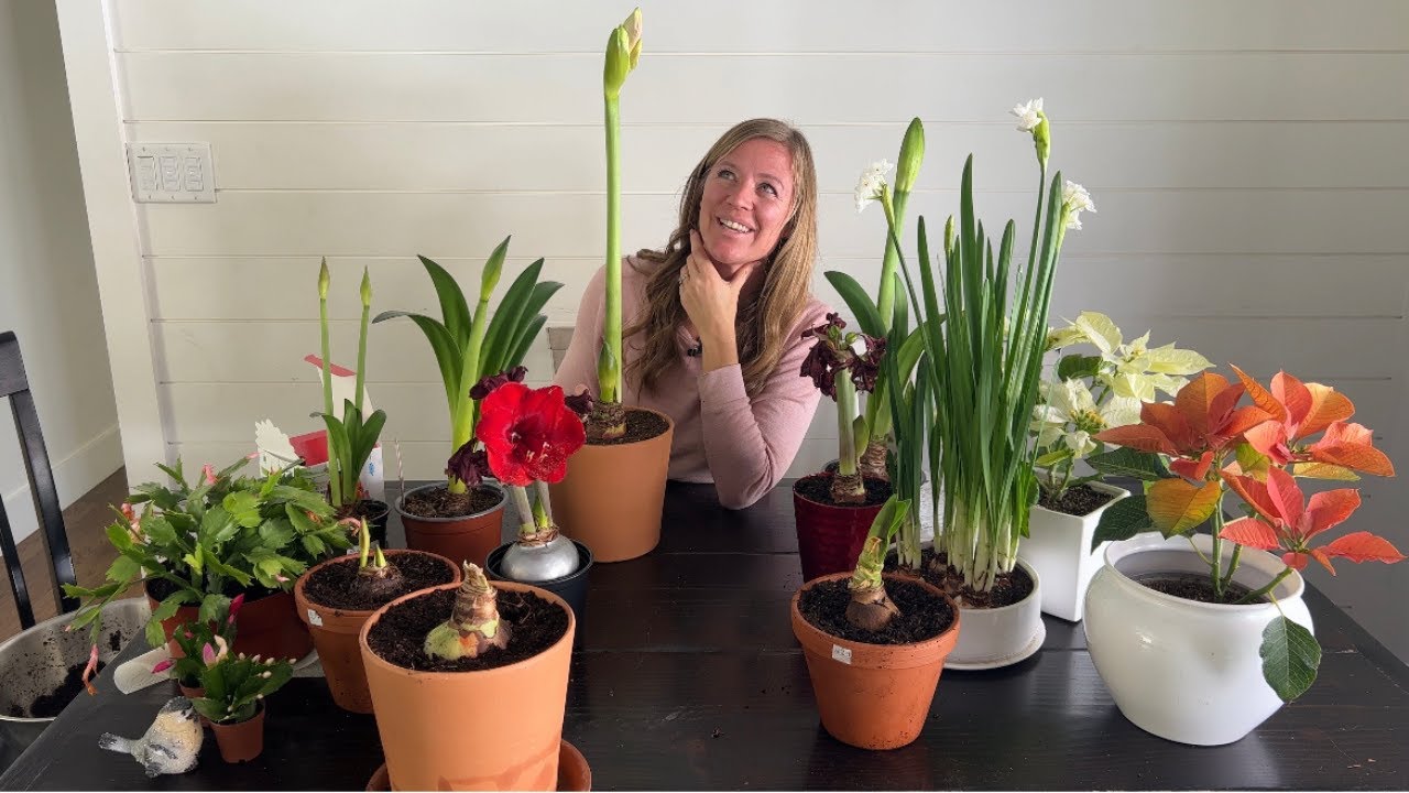 Everything You need to know About Amaryllis Bulbs! Get Blooms Year after Year.//FlowerFanatic