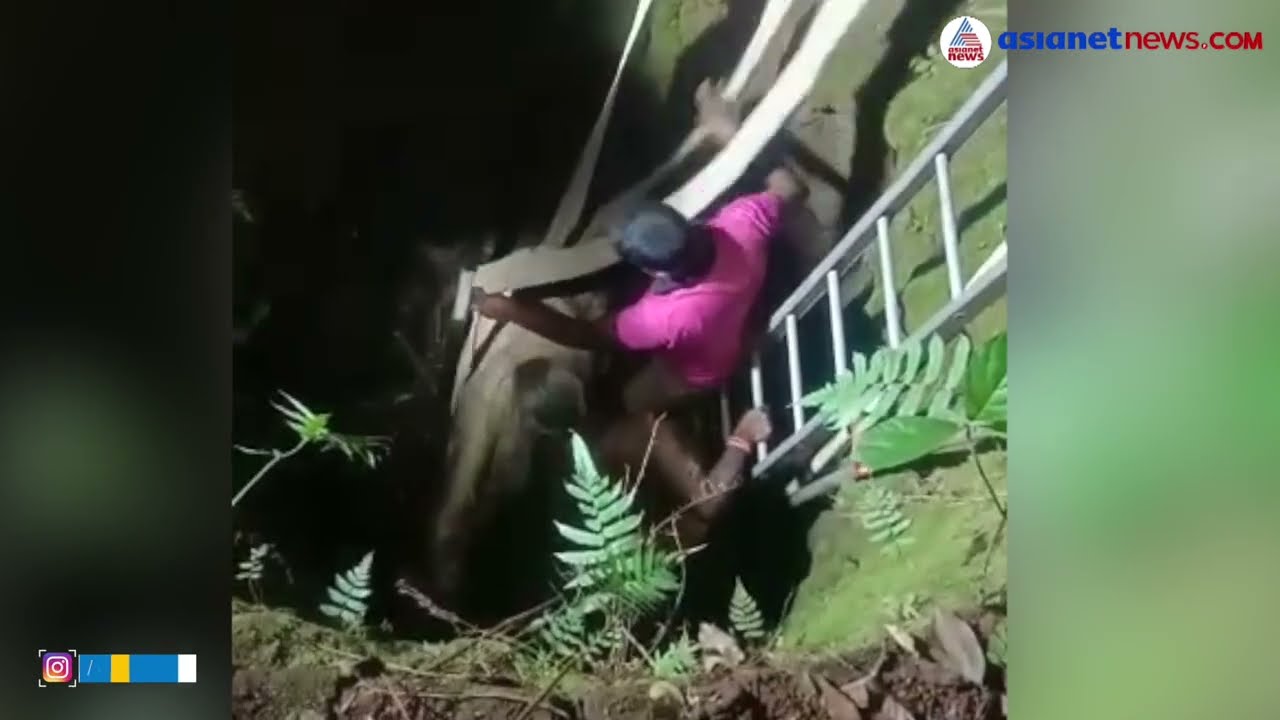 കിണറ്റിൽ വീണ കുതിരയ്ക്ക് രക്ഷകരായി അഗ്നിരക്ഷാ സേന | Horse Rescued After Falling Into Well | Thrissur