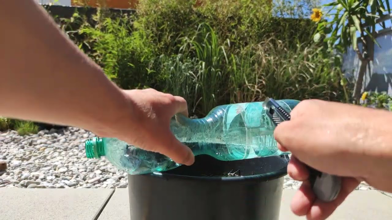 Abmoosen Air Layer in Plastikflasche. Feige (Ficus carica) Sorte Sultane Tunesien Feigensorte