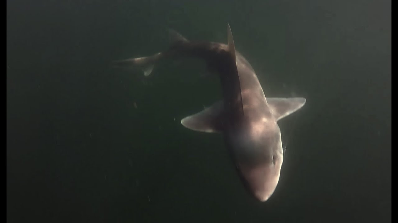 HUGE Shark caught fishing in the Long Island Sound!!!