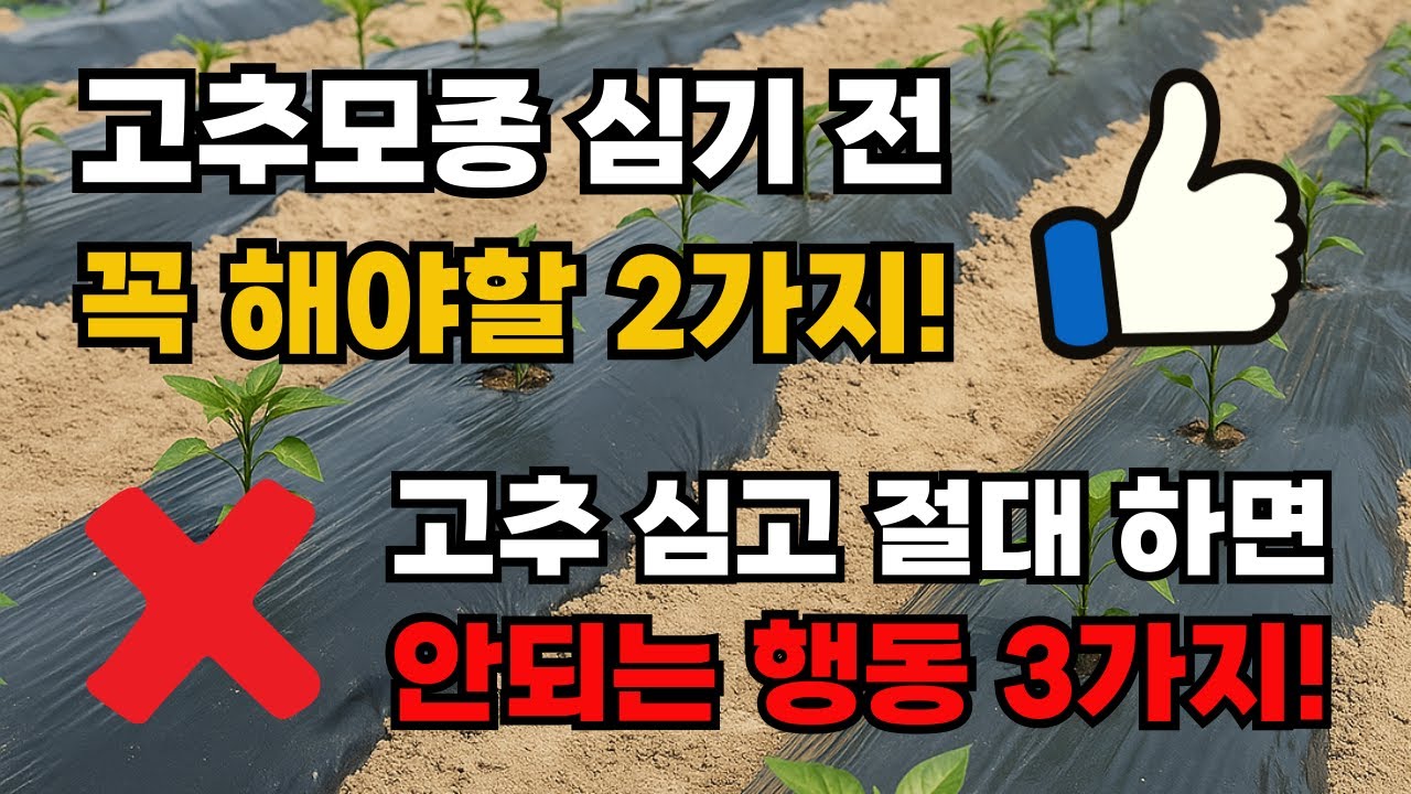 고추심기 전 꼭 해야 할 2가지와 심고 나서 절대 하면 안 되는 3가지!