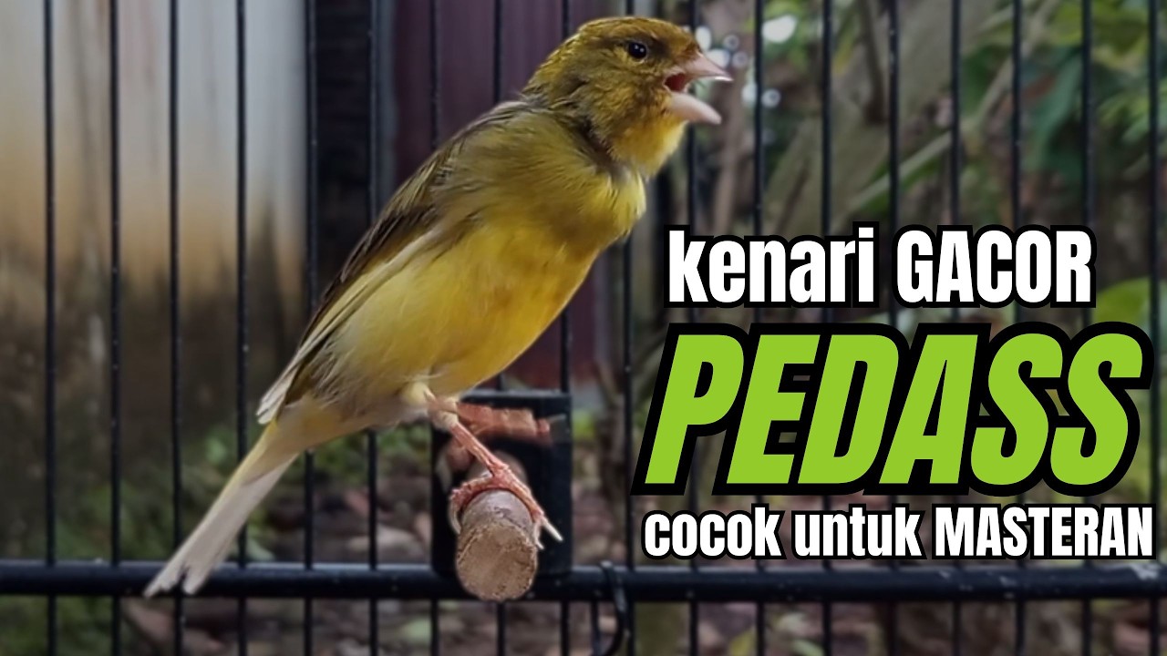 Masteran KENARI GACOR ngeroll panjang,Cuit Cuit Emosi AMPUH bikin kenari nyaut ,Masteran MURAI BATU