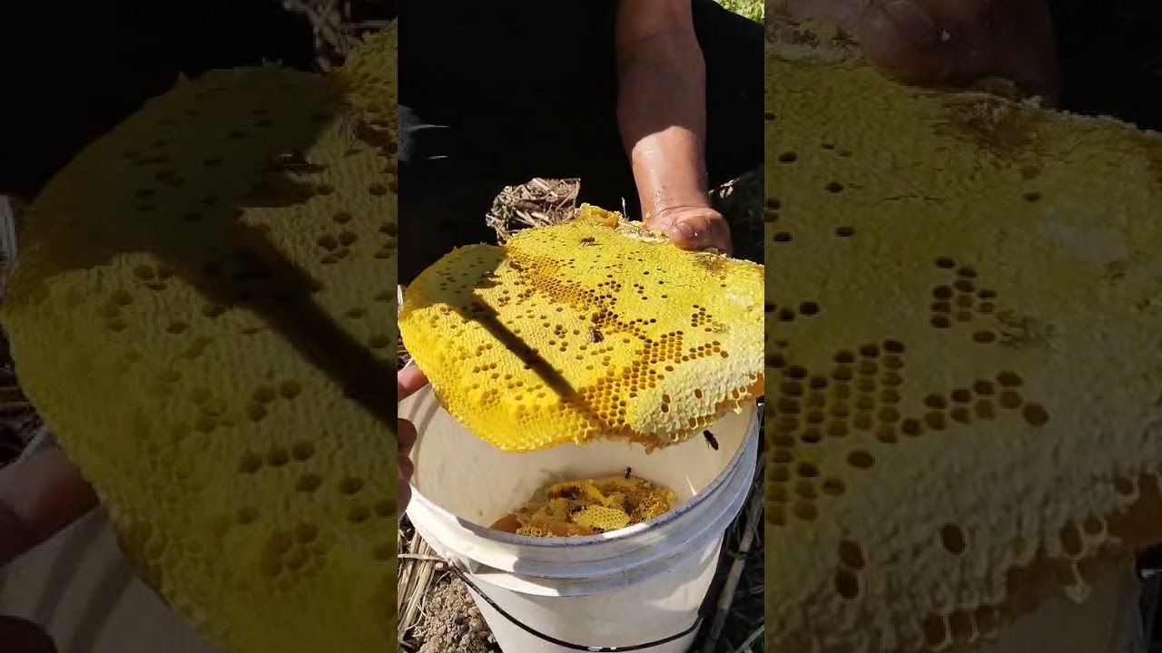 This is how we harvest honey. #apiscerana #rurallife 