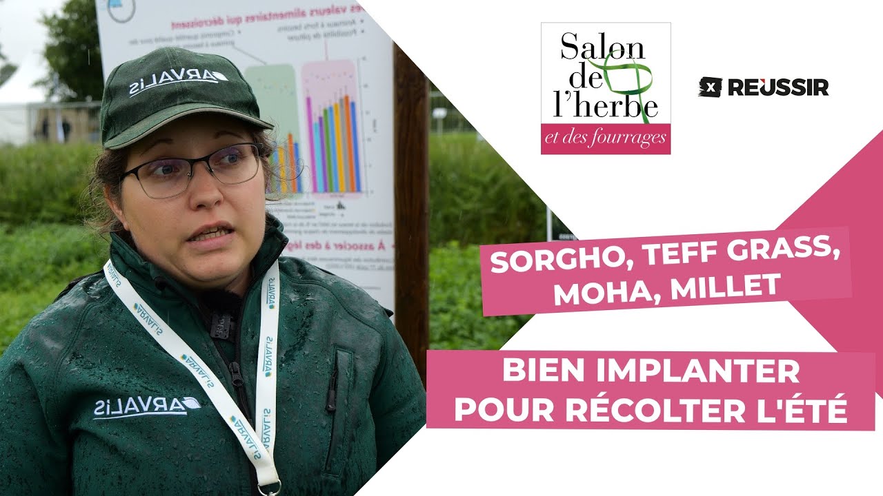 Salon de l'herbe - Sorgho, teff grass, moha, millet : comment les choisir et les semer ?
