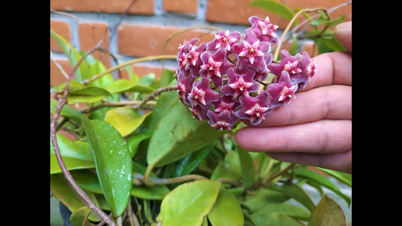 Mi nueva adquisición Flor de cera-Hoya carnosa