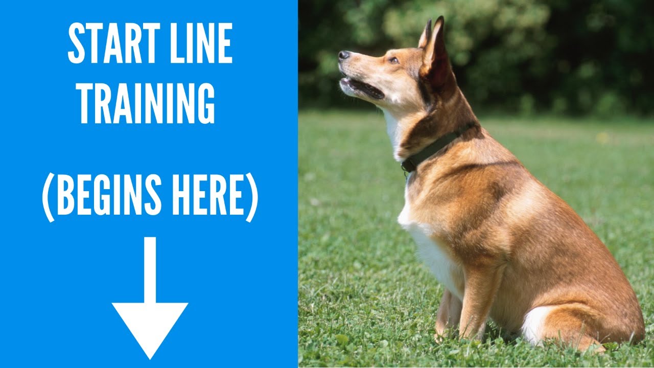 Dog Agility Start Line Training - Lisa Selthofer  | Dog Agility | Dog Agility Training