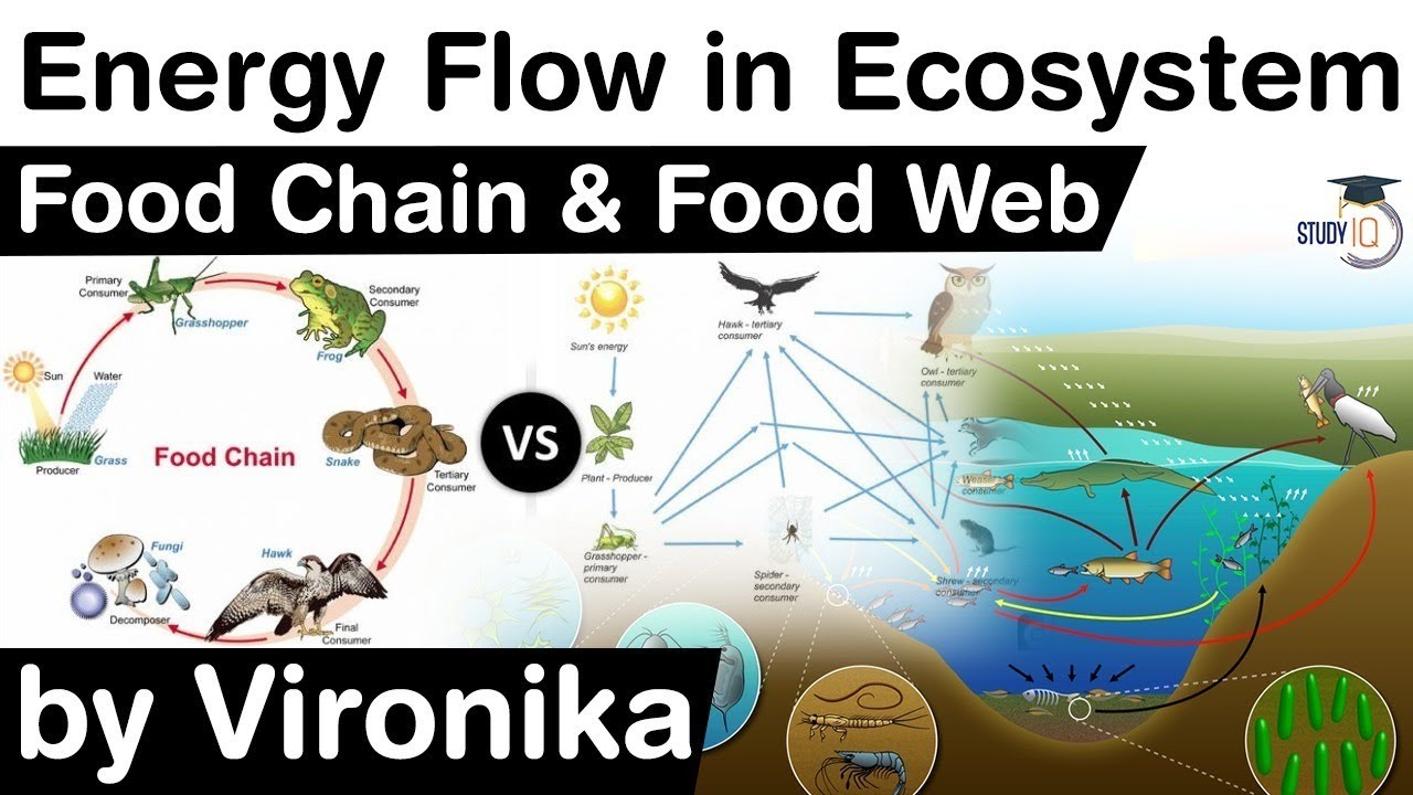 Energy Flow in an Ecosystem - Concept of Food Chain and Food Web explained #UPSC #IAS