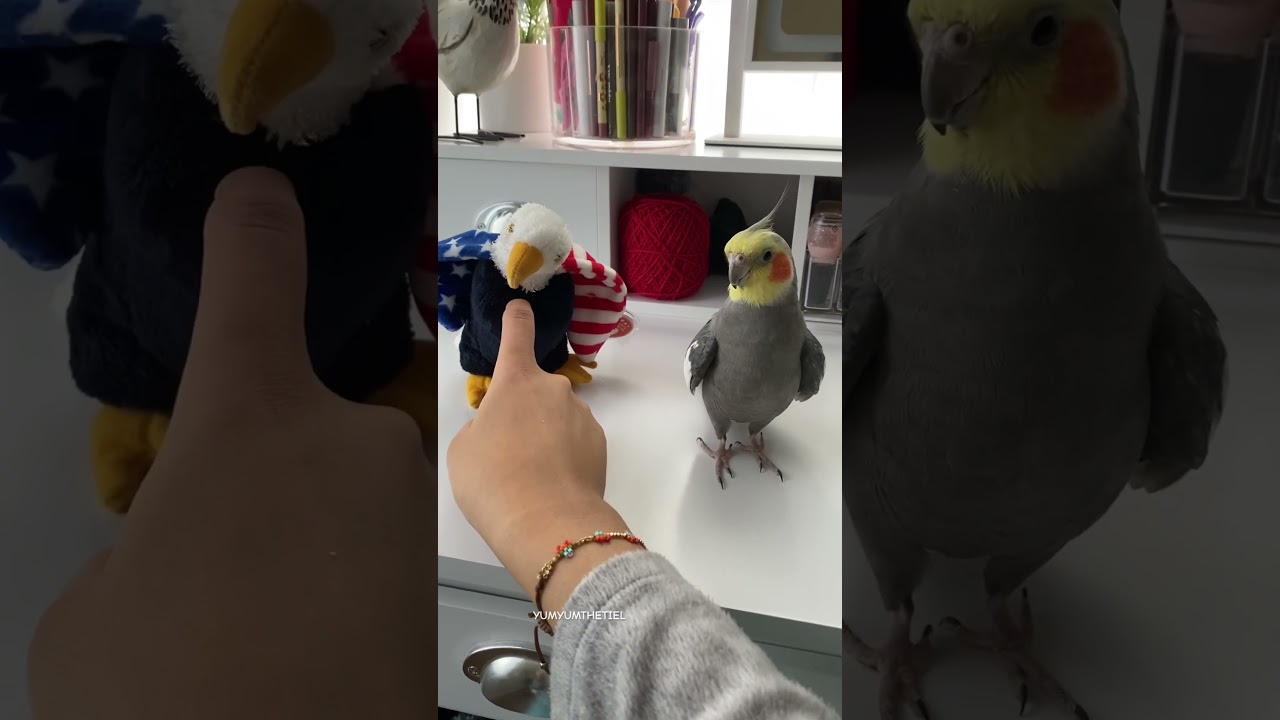 Yums Gets Jealous When He Doesn&rsquo;t Get Attention #cockatiel #bird #parrot #yumyumthetiel